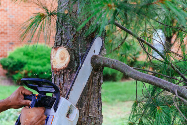 Professional Tree Care  in Belvedere, SC